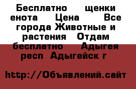 Бесплатно !!! щенки енота!! › Цена ­ 1 - Все города Животные и растения » Отдам бесплатно   . Адыгея респ.,Адыгейск г.